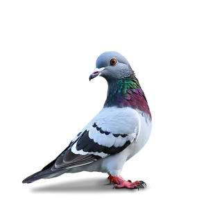 Pigeon At Park PNG Mfc