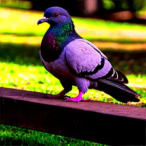 Pigeon At Park PNG Ska