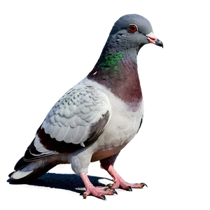 Pigeon At Park PNG Svw