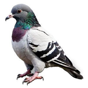 Pigeon Carrier Message PNG Bij