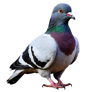 Pigeon Clipart PNG 05242024