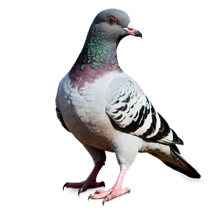 Pigeon Clipart PNG 05242024