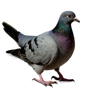 Pigeon Clipart PNG 58