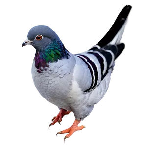 Pigeon Coop PNG Bfx