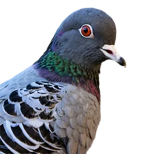 Pigeon Couple Png 05242024 PNG image