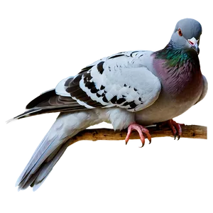 Pigeon Couple Png 50 PNG image