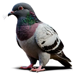 Pigeon Couple Png Cuc PNG image