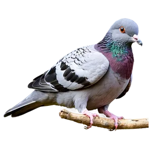 Pigeon Couple Png Dft35 PNG image