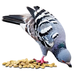 Pigeon Eating Seeds PNG Ikd85