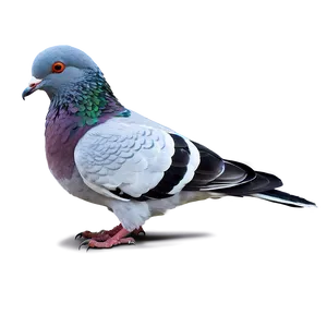 Pigeon Eating Seeds PNG Otd