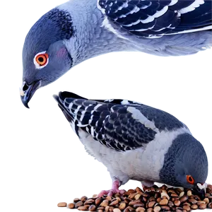 Pigeon Eating Seeds PNG Upk61
