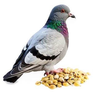Pigeon Eating Seeds PNG Wyr5