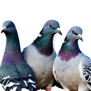 Pigeon Flock PNG Jri