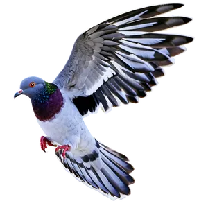 Pigeon Flying PNG 27