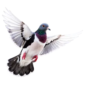 Pigeon Flying PNG Fmu