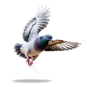 Pigeon Flying PNG Lem50