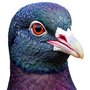 Pigeon Head Close-up PNG 05242024