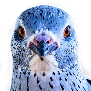Pigeon Head Close-up PNG 05242024