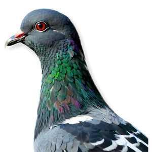 Pigeon Head Close-up PNG 16