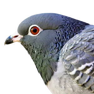 Pigeon Head Close-up PNG 56