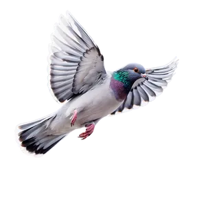 Pigeon In Flight Png 23 PNG image