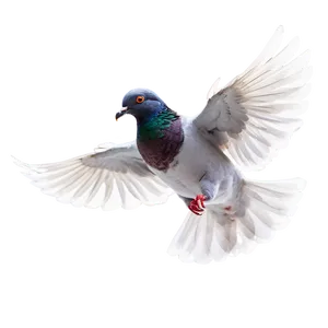 Pigeon In Flight Png Bfa41 PNG image