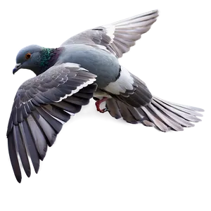 Pigeon In Flight Png Enb39 PNG image