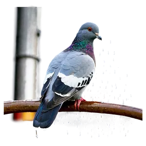 Pigeon In Rain PNG 05242024 PNG