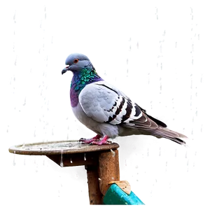 Pigeon In Rain PNG 17 PNG