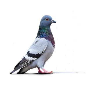 Pigeon In Rain PNG 35 PNG