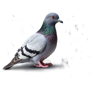 Pigeon In Rain PNG 7 PNG