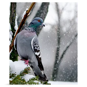 Pigeon In Snow PNG 05242024 PNG