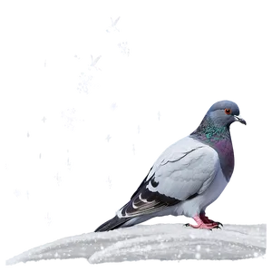 Pigeon In Snow PNG 05242024 PNG