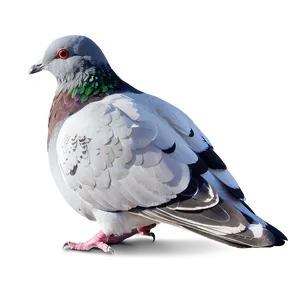 Pigeon In Snow PNG Gto PNG