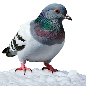 Pigeon In Snow PNG Ymw96 PNG