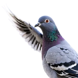 Pigeon Landing PNG Bee