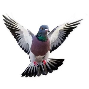 Pigeon Landing PNG Ueb97