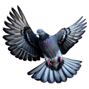 Pigeon Landing PNG Vlg