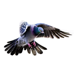 Pigeon Landing PNG Vya