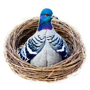 Pigeon Nest PNG 05242024