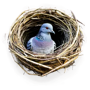 Pigeon Nest PNG 9