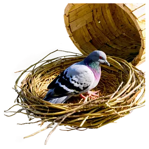 Pigeon Nest PNG Aqu