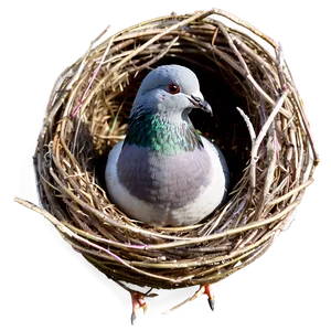 Pigeon Nest PNG Fxh77