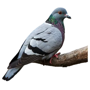 Pigeon On Branch Png Eum PNG image