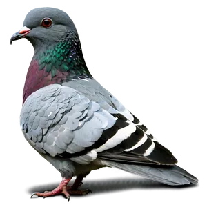 Pigeon On Branch Png Ioh25 PNG image