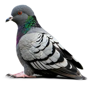 Pigeon Pose Yoga PNG 80