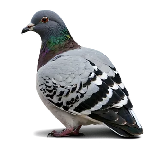 Pigeon Profile PNG 12