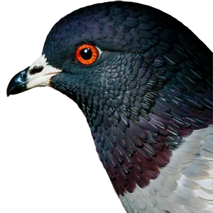 Pigeon Profile PNG 92