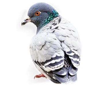 Pigeon Profile PNG Gky