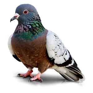 Pigeon Profile PNG Tpv